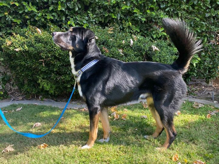 chinook dog